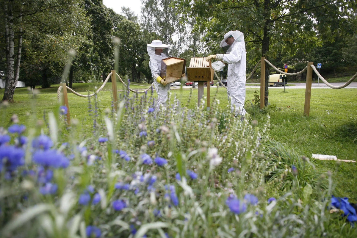 We are growing flowers by supporting Melliferopolis-project