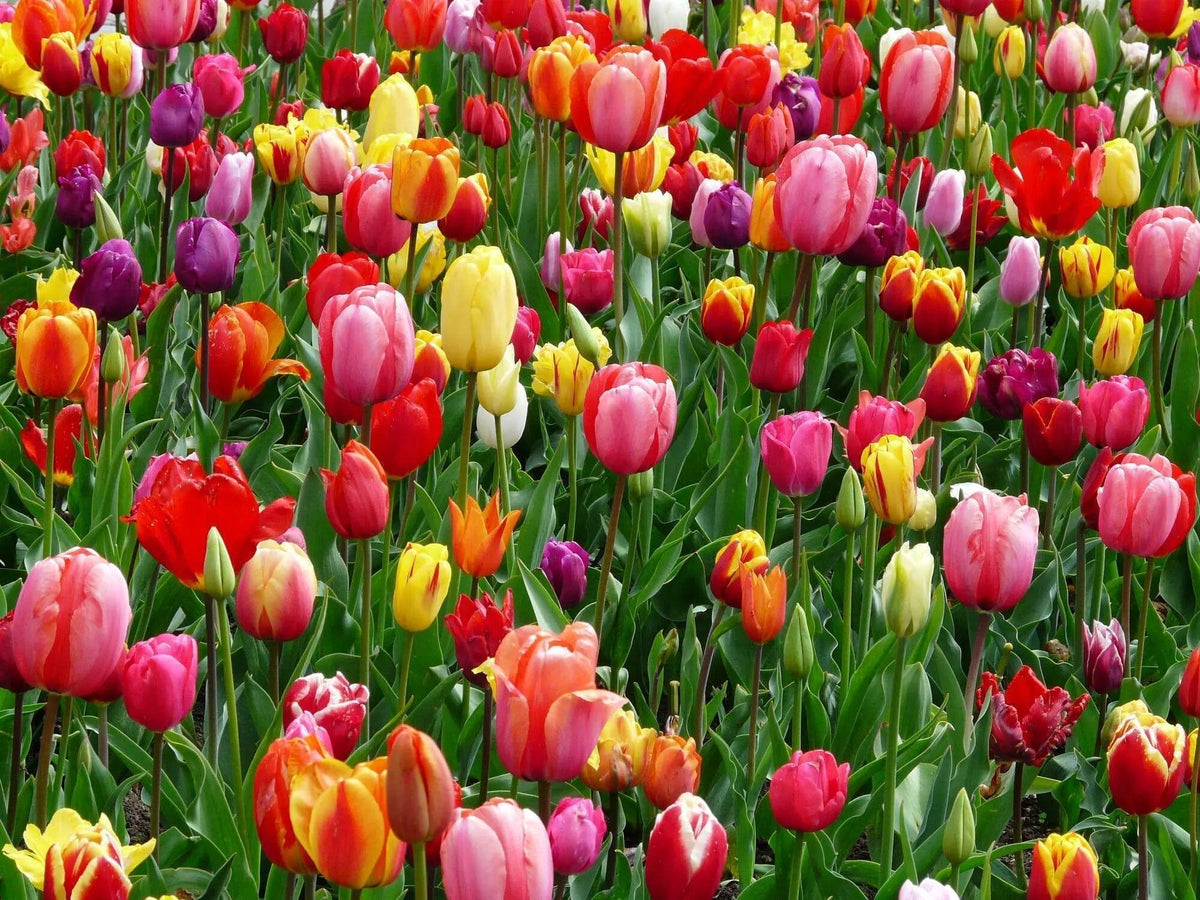Grow flowers and participate to our summer competition