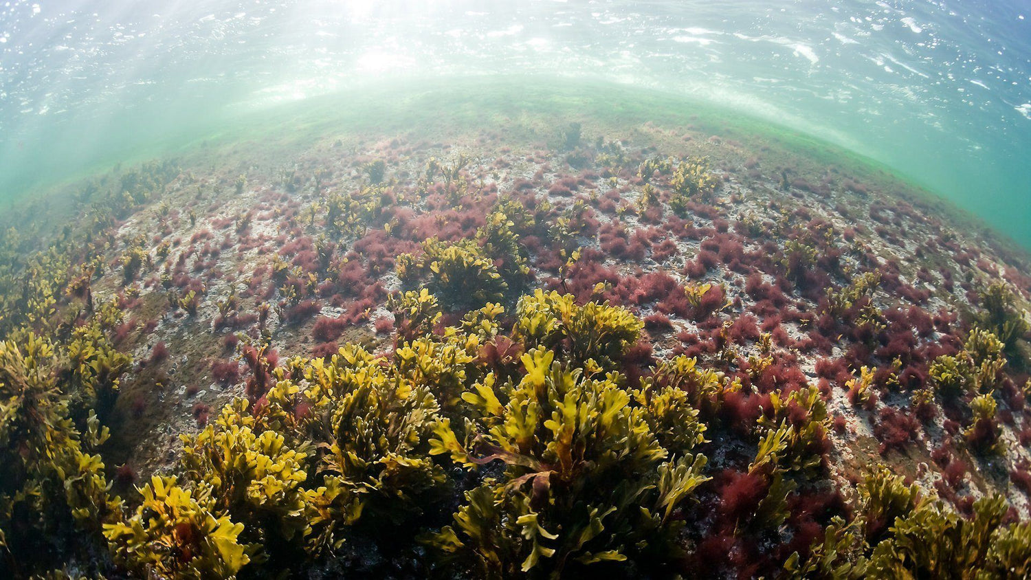 Loving the Baltic Sea – Interview with awarded underwater photographer Pekka Tuuri